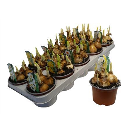 <h4>Narcis Mix</h4>