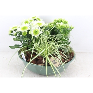 arr4 Outdoor PL - Zink schaal groen