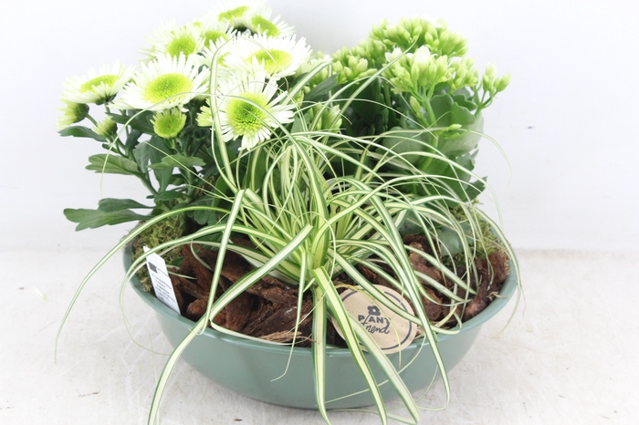 <h4>arr4 Outdoor PL - Zink schaal groen</h4>