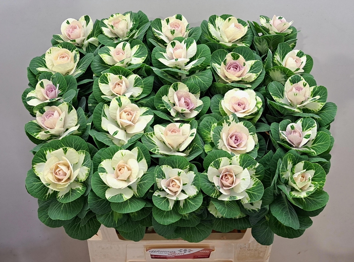 <h4>BRASS WHITE CRANE</h4>