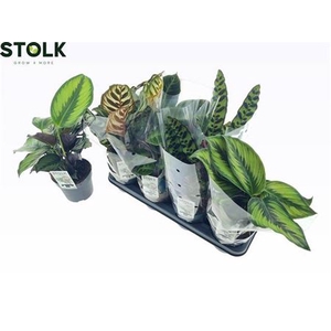 Calathea gemengd 4 soorten