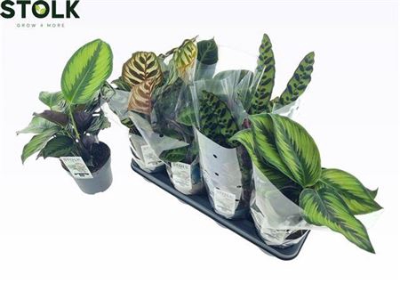 <h4>Calathea gemengd 4 soorten</h4>