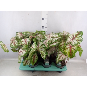 Caladium   ...