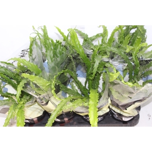 ASPLENIUM OSAKA CRESPO P14
