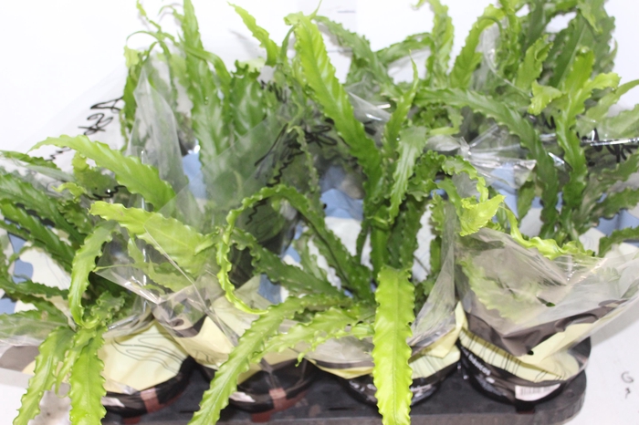 <h4>ASPLENIUM OSAKA CRESPO P14</h4>