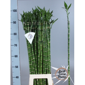 Drac Bamboo Recht 90 Cm