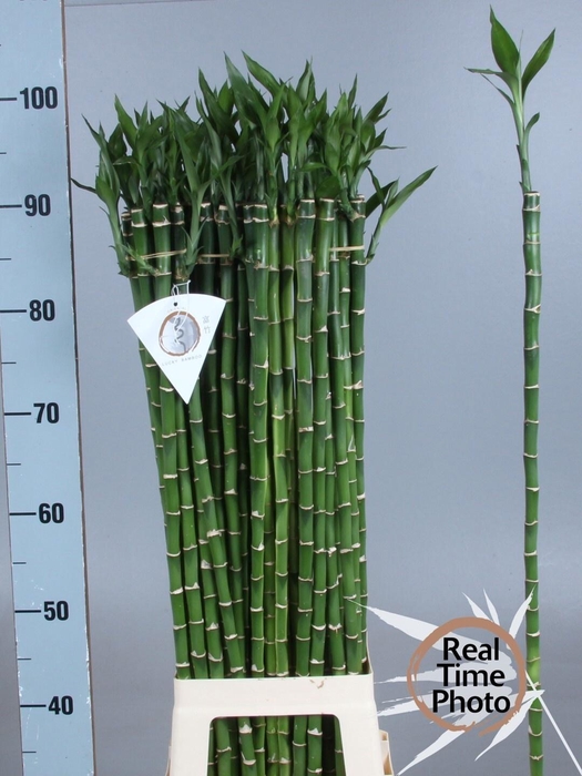 <h4>Drac Bamboo Recht 90 Cm</h4>