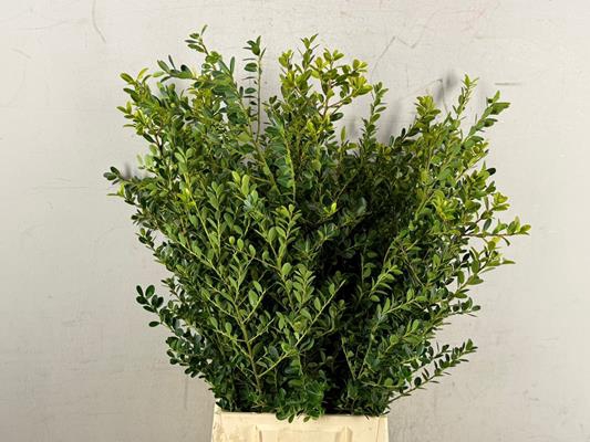 <h4>Ilex Green Hedge</h4>