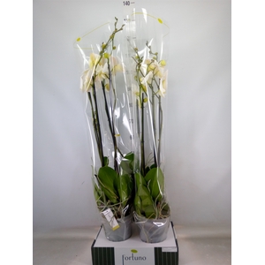 Phalaenopsis   ...white