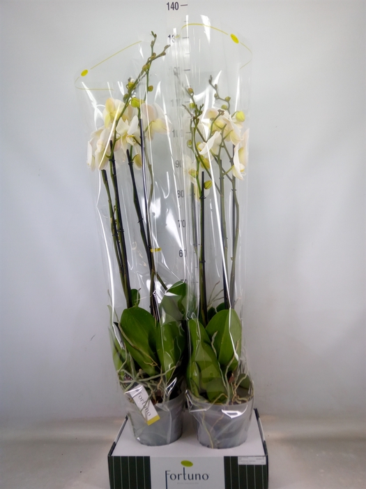 <h4>Phalaenopsis   ...white</h4>