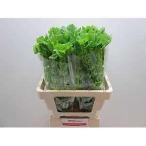 Moluccella Stuk