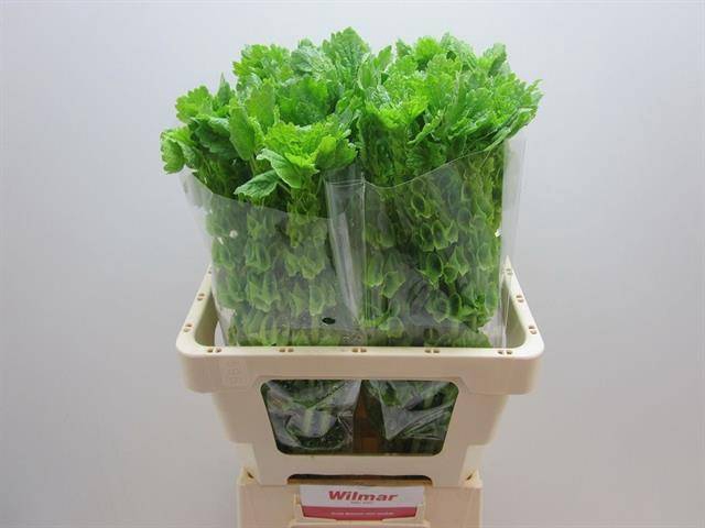 <h4>Moluccella Stuk</h4>