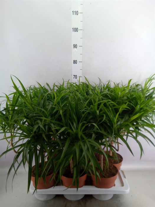 Dracaena refl. 'Anita'