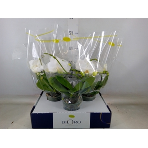 Phalaenopsis   ...white
