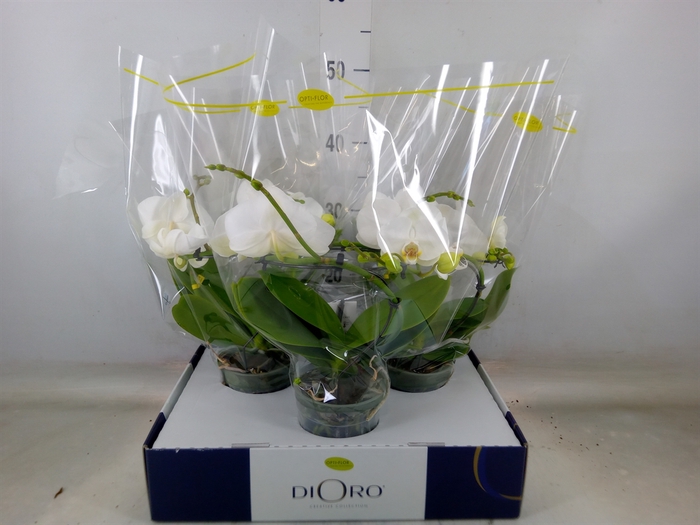 <h4>Phalaenopsis   ...white</h4>