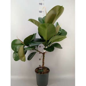 Ficus elastica 'Cloe'