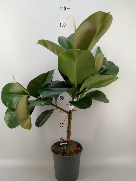 <h4>Ficus elastica 'Cloe'</h4>