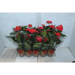 ANTHURIUM ESUDO P12