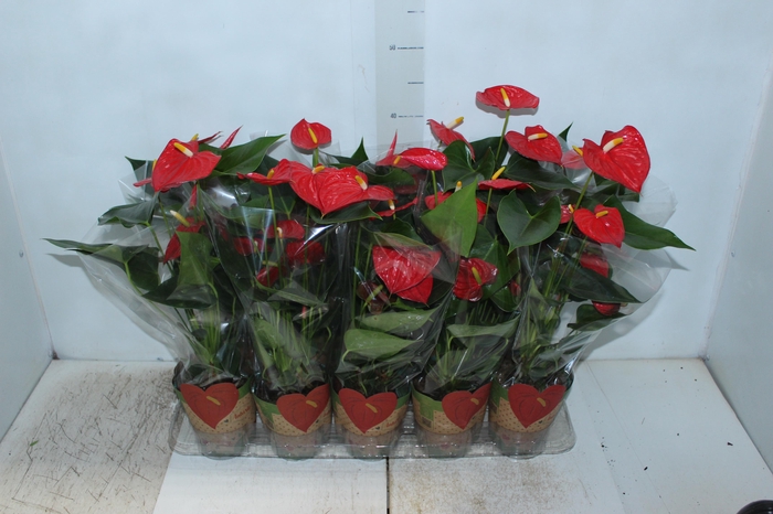 <h4>ANTHURIUM ESUDO P12</h4>