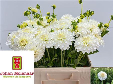 <h4>DAHLIA SNOW CAP</h4>