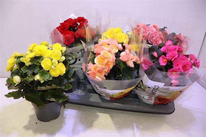 <h4>arr8 Beg Du Gem</h4>