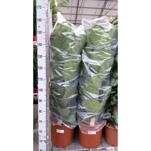 Ficus lyrata