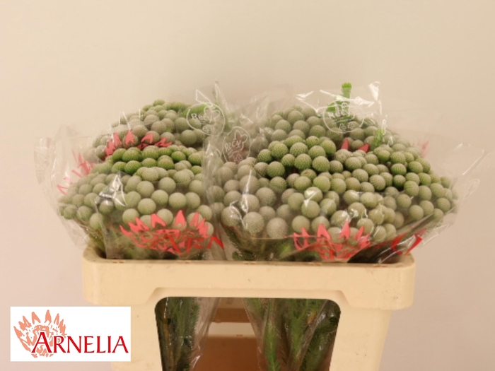 <h4>BRUN AYOBA SILV MOON</h4>