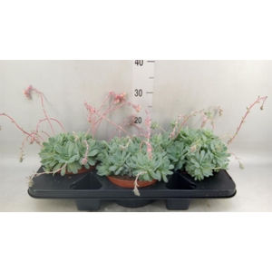 Echeveria elegans