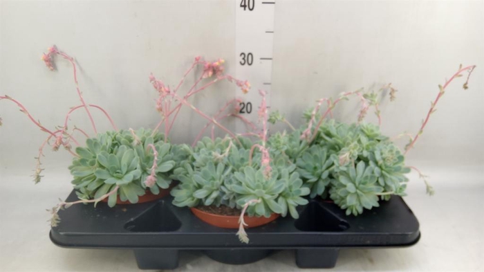 <h4>Echeveria elegans</h4>