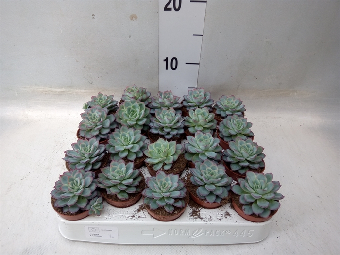 <h4>Echeveria   ...not flowering</h4>