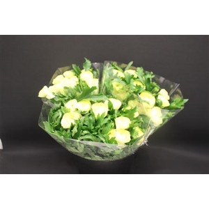 Ran Moderna Limoncello