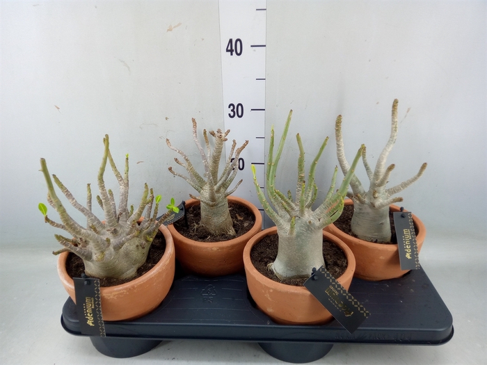 <h4>Adenium NB 'Ansu Baobab'</h4>