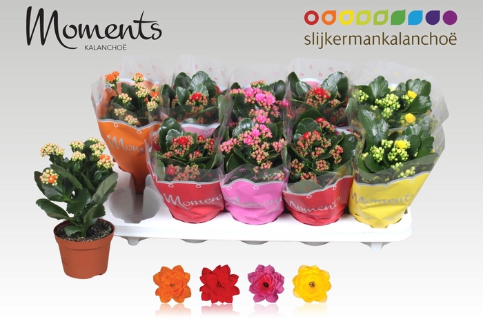 <h4>KAL GE GEM 4 KL</h4>