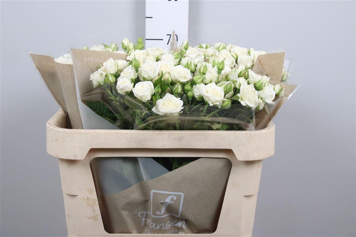 <h4>R Tr Josephine</h4>