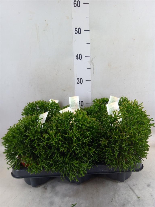 <h4>Rhipsalis   ...</h4>