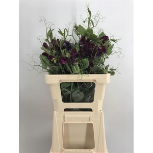 LATHYR PURPLE(MALVA) RAMO