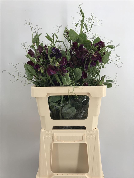 <h4>LATHYR PURPLE(MALVA) RAMO</h4>