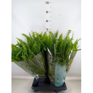 Nephrolepis exal. 'Green Lady'
