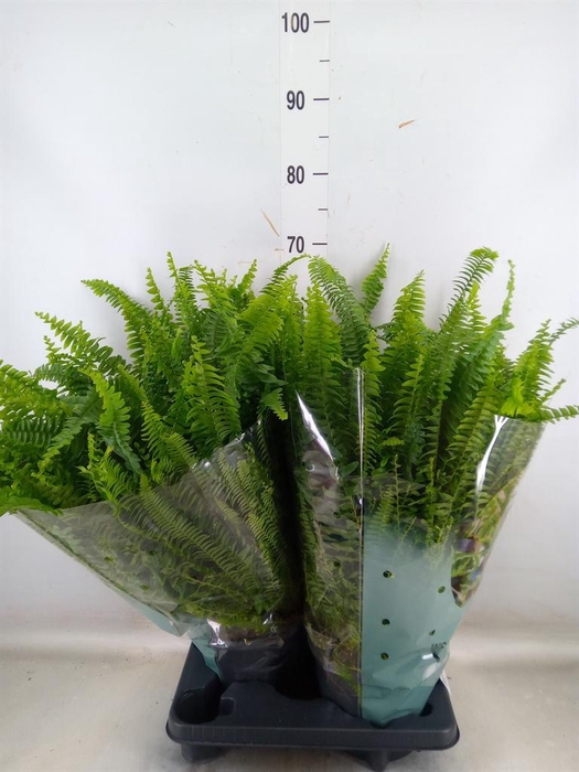 <h4>Nephrolepis exal. 'Green Lady'</h4>