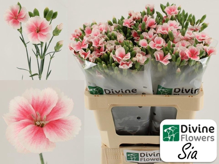 <h4>DIANTHUS TR 'SOLOMIO SIA'</h4>