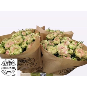 R TR GRANDMA F DAISY