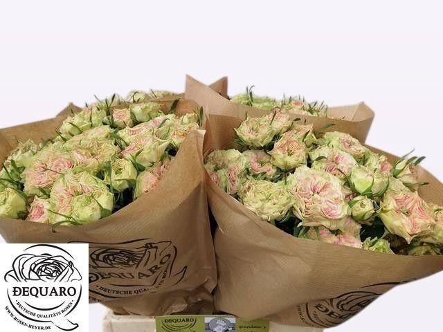 <h4>R TR GRANDMA F DAISY</h4>