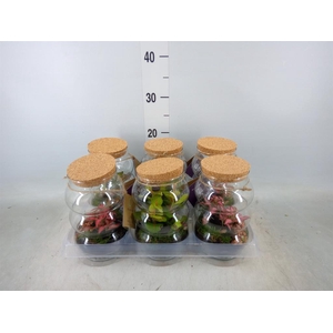 Arr.   Kamerplant Groen H%