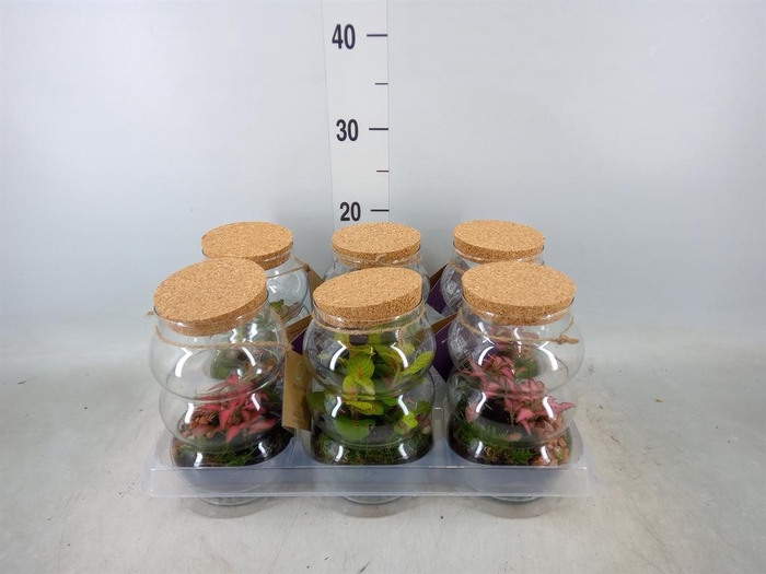 <h4>Arr. Kamerplant Groen H%</h4>