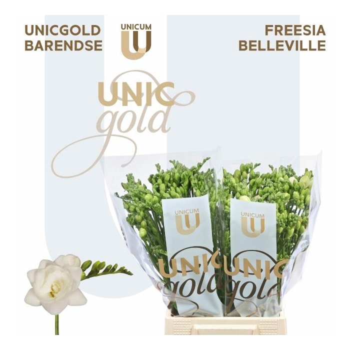 <h4>Fr Du Belleville</h4>