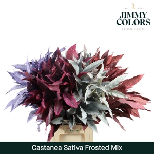 Castanea sativa Frosted mix