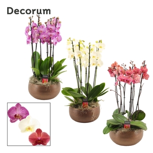 Terra 6 tak symphony mix (Deco-collection)