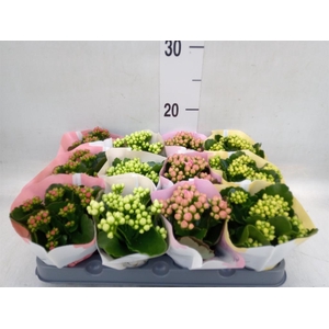 Kalanchoe blos.   ..rosebud mix  4