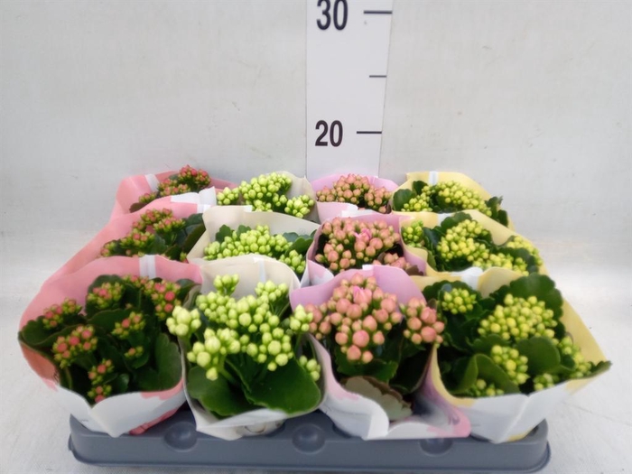 <h4>Kalanchoe blos.   ..rosebud mix  4</h4>