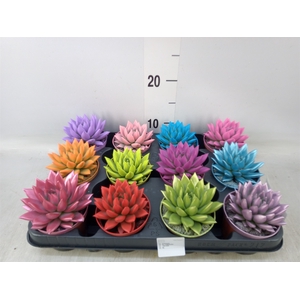 Echeveria  'Miranda'
